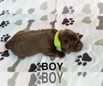 Puppy Puppy 1 Labrador Retriever