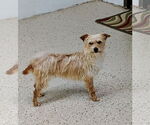 Small #1 Havanese Mix