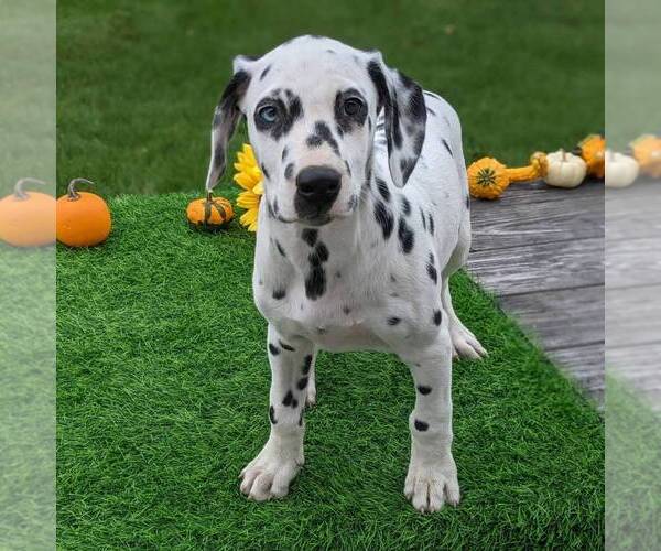 Medium Photo #1 Dalmatian Puppy For Sale in ARTHUR, IL, USA