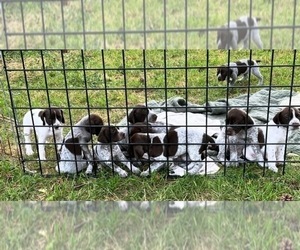 German Shorthaired Pointer Puppy for Sale in ORCHARD PARK, New York USA