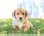 Small Photo #2 Pembroke Welsh Corgi Puppy For Sale in MILLERSBURG, PA, USA