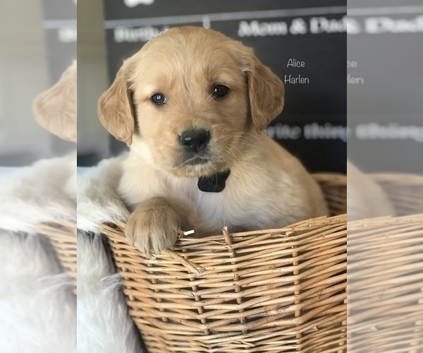 Medium Photo #4 Golden Retriever Puppy For Sale in SONORA, KY, USA
