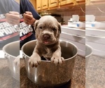 Small Photo #2 Cane Corso Puppy For Sale in PHILLIPSTON, MA, USA