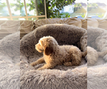 Small Photo #7 Goldendoodle Puppy For Sale in RIVERSIDE, CA, USA