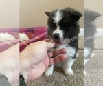 Small Photo #2 Akita Puppy For Sale in LAKE CITY, FL, USA