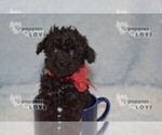 Small #2 Poodle (Toy)