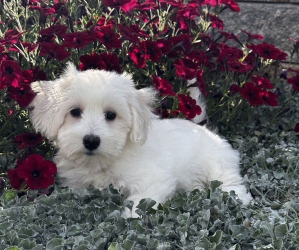 Medium Photo #3 Coton de Tulear Puppy For Sale in CANOGA, NY, USA