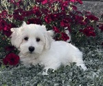 Small #2 Coton de Tulear