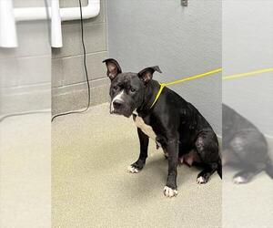 Mutt Dogs for adoption in Las Vegas, NV, USA