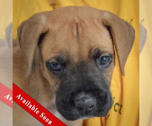 Boxer Dogs for adoption in Huntley, IL, USA