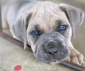 Medium Cane Corso