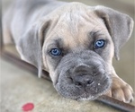 Puppy APOLLO Cane Corso