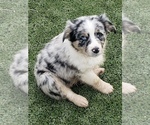 Small Photo #1 Australian Shepherd Puppy For Sale in BRIGGSDALE, CO, USA