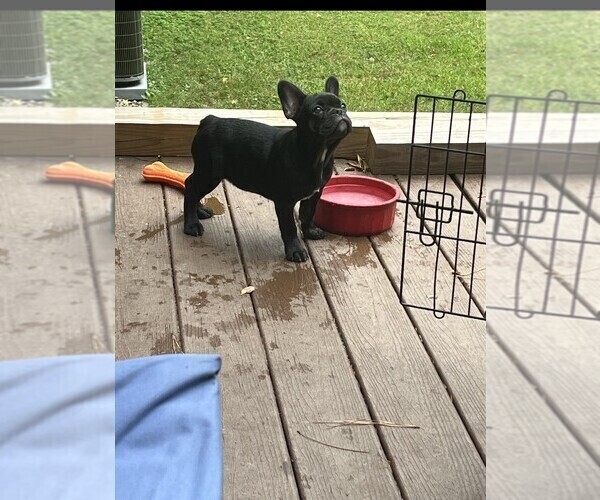 Medium Photo #3 French Bulldog Puppy For Sale in COLUMBUS, GA, USA