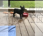 Small #2 French Bulldog