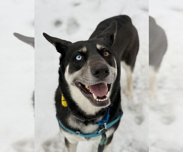 Medium Photo #9 Siberian Husky-Unknown Mix Puppy For Sale in Elmsford, NY, USA
