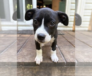 Mutt Dogs for adoption in Mount Pleasant, SC, USA