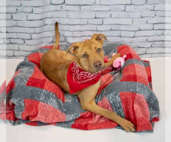 Medium Photo #2 Mutt Puppy For Sale in Kennesaw, GA, USA