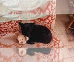 Small #7 Malinois