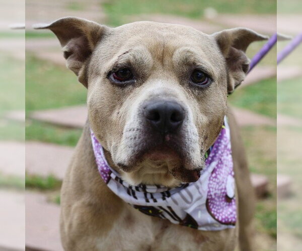 Medium Photo #1 American Staffordshire Terrier-Unknown Mix Puppy For Sale in San Antonio, TX, USA