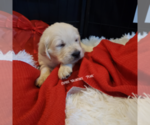 Small Photo #9 English Cream Golden Retriever Puppy For Sale in BEREA, KY, USA