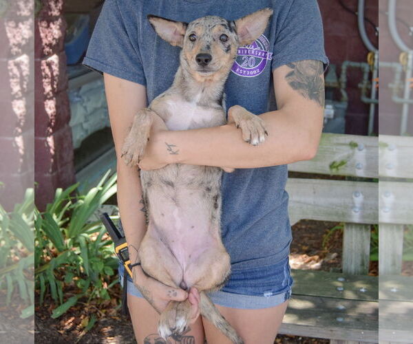 Medium Photo #3 Australian Shepherd-Catahoula Leopard Dog Mix Puppy For Sale in Huntley, IL, USA