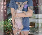 Small #2 Australian Shepherd-Catahoula Leopard Dog Mix