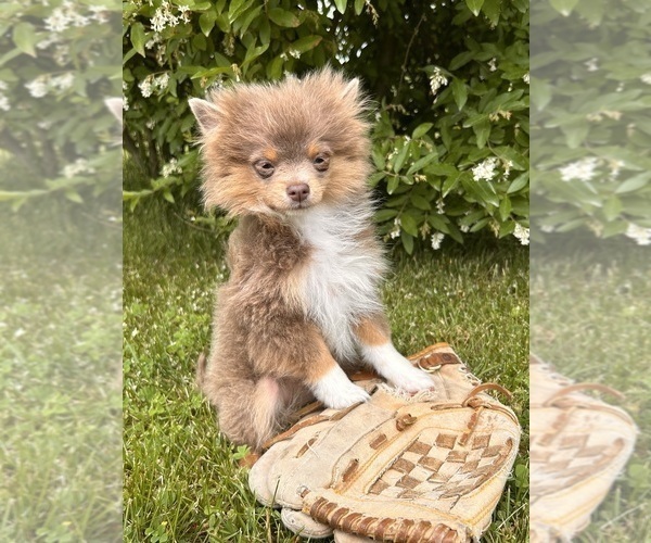 Medium Photo #3 Pomeranian Puppy For Sale in MIDDLEBURY, IN, USA