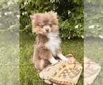 Small #2 Pomeranian