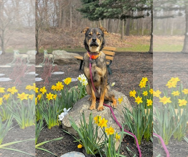Medium Photo #16 Mutt Puppy For Sale in Rockaway, NJ, USA