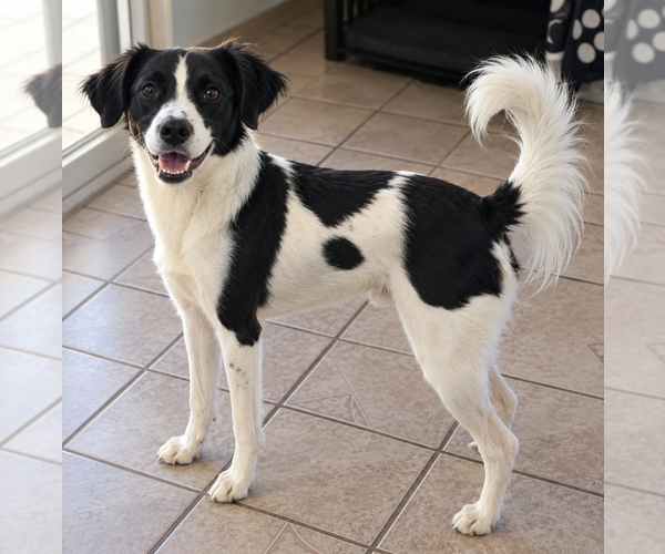 Medium Photo #1 Jack Russell Terrier-Unknown Mix Puppy For Sale in Vail, AZ, USA