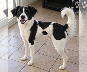 Jack Russell Terrier-Unknown Mix Dogs for adoption in Vail, AZ, USA