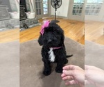 Puppy Puppy 3 Saint Berdoodle