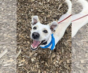 Jack Chi Dogs for adoption in Germantown, OH, USA