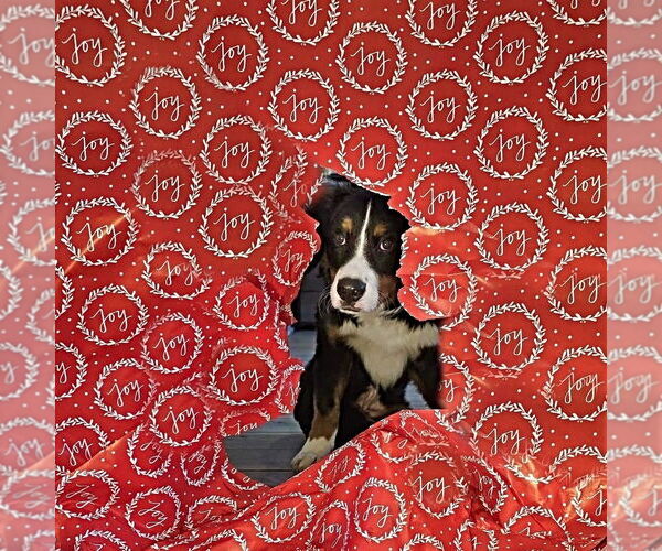 Medium Photo #1 Bernese Mountain Dog Puppy For Sale in Raleigh, NC, USA