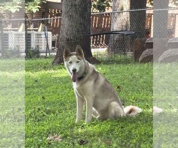 Medium Photo #2 Siberian Husky Puppy For Sale in Forest, VA, USA