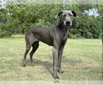 Small Great Dane