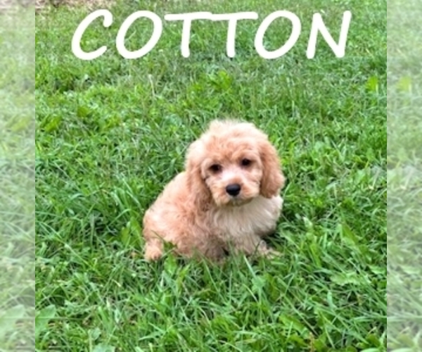 Medium Photo #3 Cock-A-Poo Puppy For Sale in HARTLAND, MN, USA