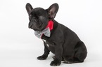 Small Photo #2 French Bulldog Puppy For Sale in CRANSTON, RI, USA