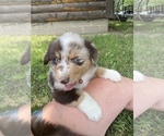 Puppy 8 Australian Shepherd