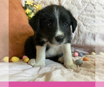Small #4 Border-Aussie