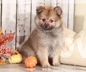 Pomeranian Puppy for sale in MOUNT VERNON, OH, USA