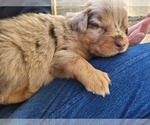 Small Photo #7 Australian Shepherd Puppy For Sale in RAYMORE, MO, USA
