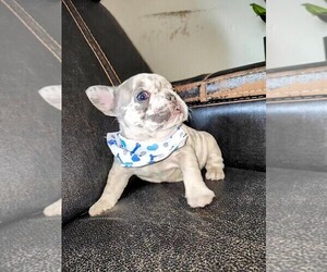 French Bulldog Puppy for sale in PASCO, WA, USA