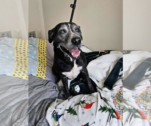 Medium Photo #11 Labrador Retriever-Unknown Mix Puppy For Sale in McKinney, TX, USA