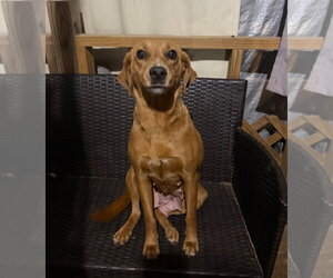Labbe Dogs for adoption in Oakhurst, NJ, USA