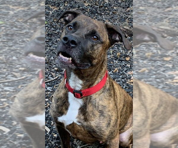 Medium Photo #3 Mutt Puppy For Sale in St. Augustine, FL, USA