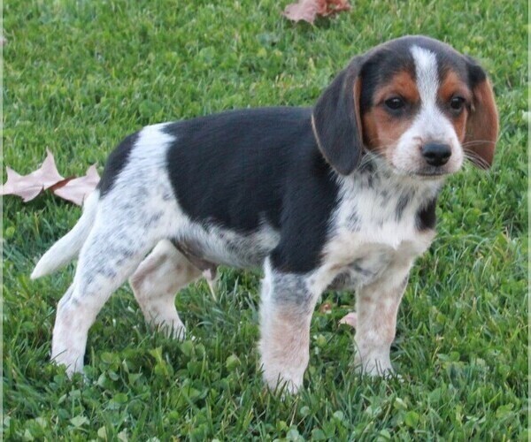 Medium Photo #3 Beagle Puppy For Sale in FREDERICKSBURG, OH, USA