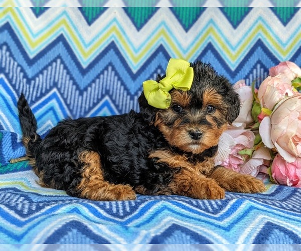 Medium Photo #3 Poodle (Miniature)-Shorkie Tzu Mix Puppy For Sale in CHRISTIANA, PA, USA