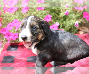 Bernedoodle (Miniature) Puppy for sale in BLOOMINGTON, IN, USA
